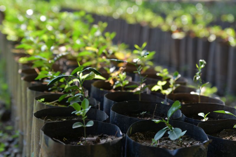 Young Plants And Nursery Stock Often Flower Off-Cycle