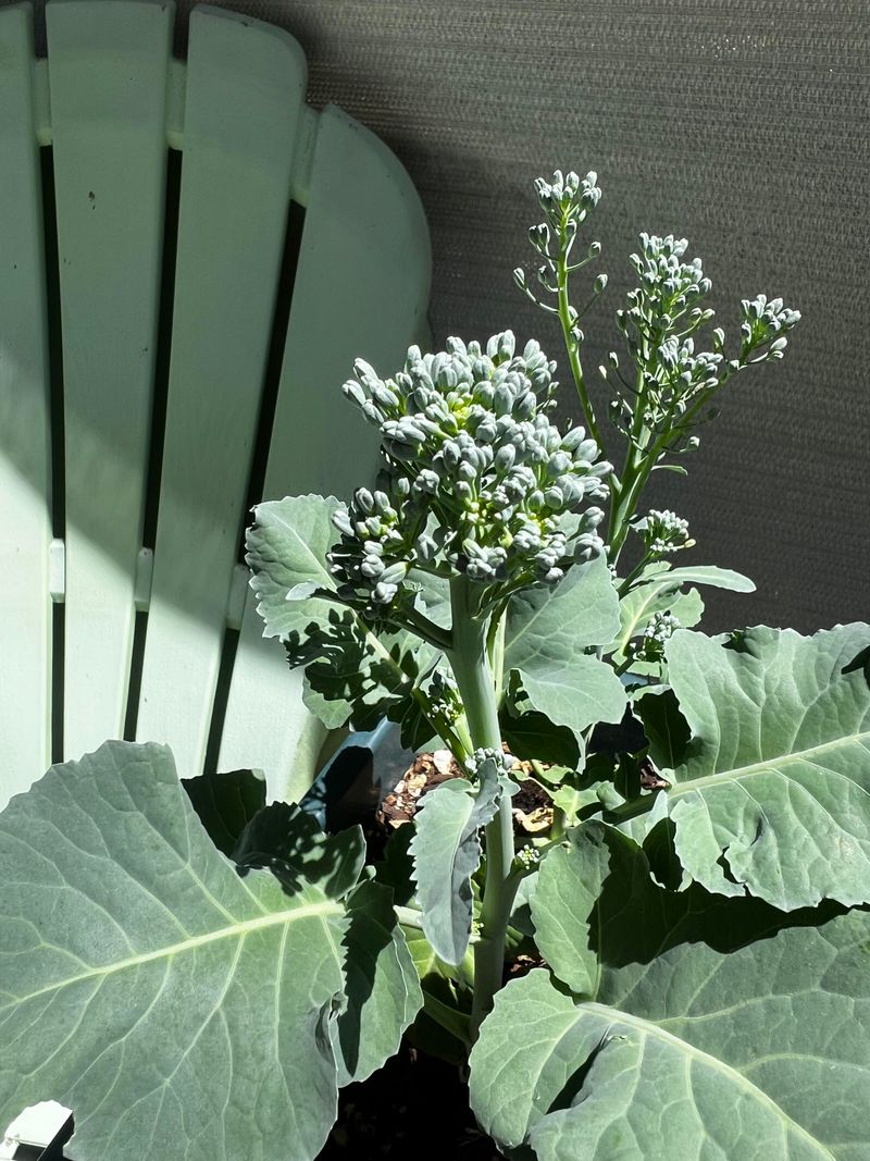 Young Plants Struggle When Temperatures Swing
