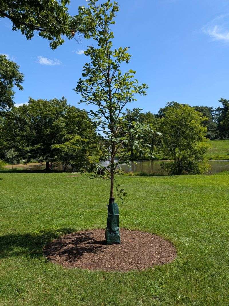 Young Red Maple Saplings Need A Careful Hand