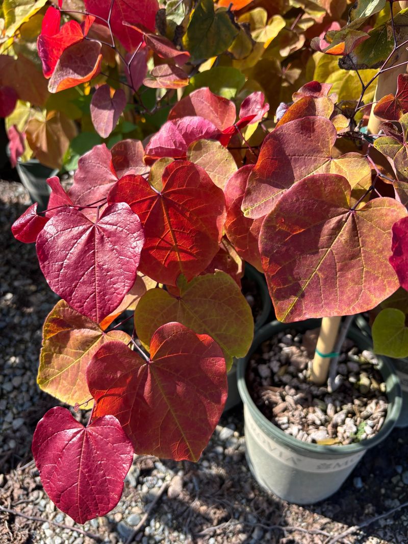 Young Redbuds Handle Transplanting Better Than Large Trees