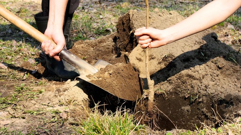 Young Roots Are Still Growing Beneath The Surface Young Roots Are Still Growing Beneath The Surface