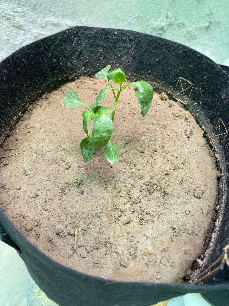 Young Roots Need Air As Well As Water Young Roots Need Air As Well As Water