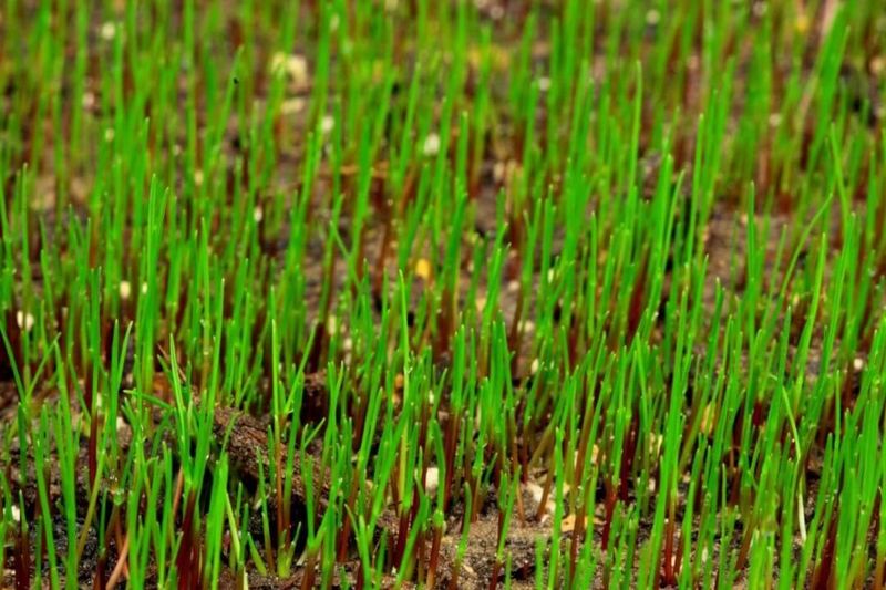 Young Seedlings Need Several Weeks Before Freezing Weather Young Seedlings Need Several Weeks Before Freezing Weather