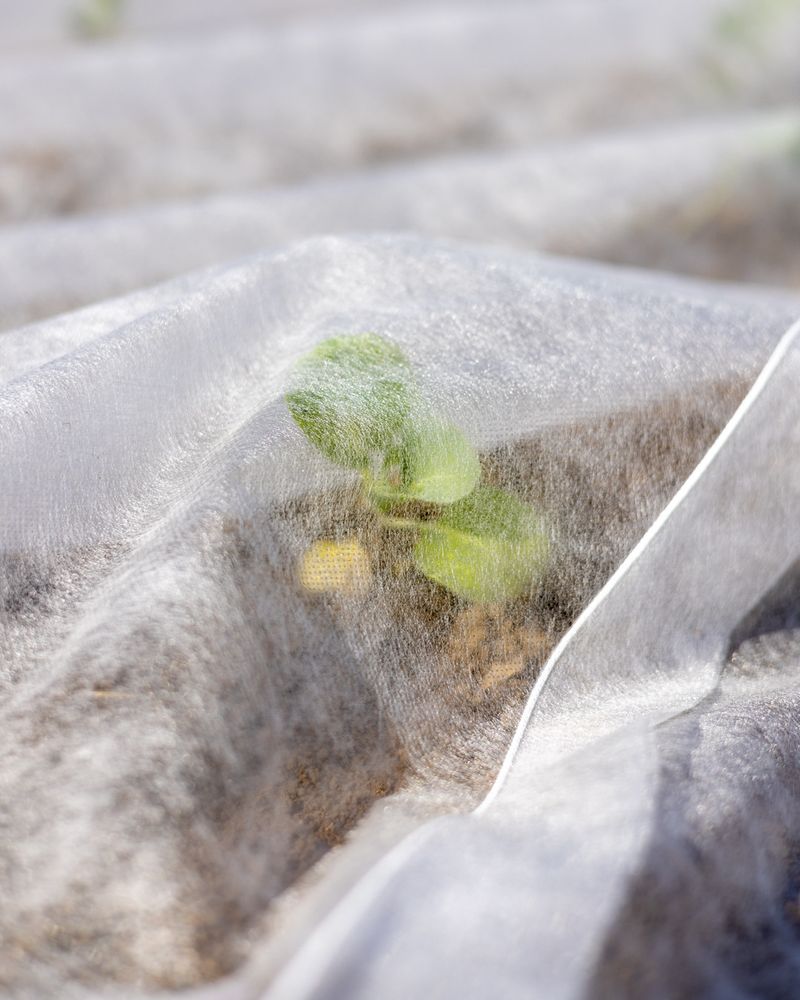 Young Seedlings Take The Worst Damage