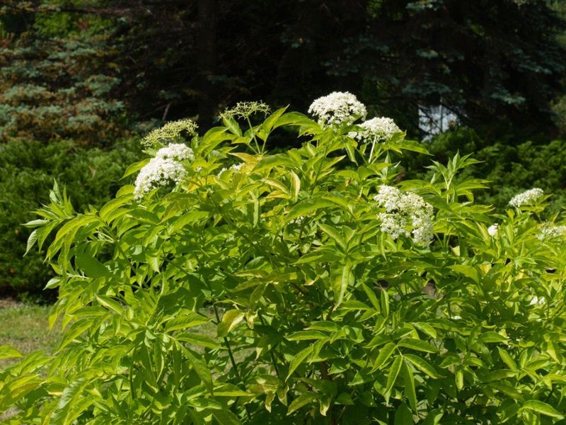 Young Shrubs Need Steady Water While They Settle In Young Shrubs Need Steady Water While They Settle In