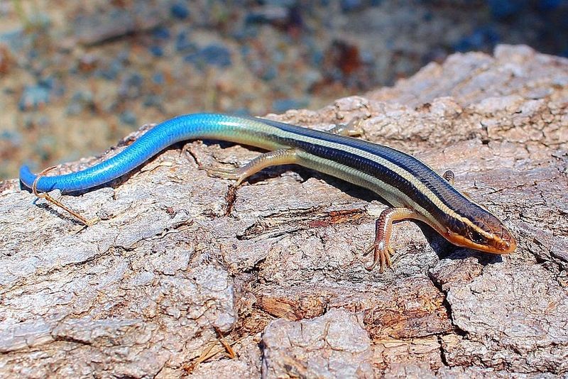 Young Skinks Use Their Tail As Protection