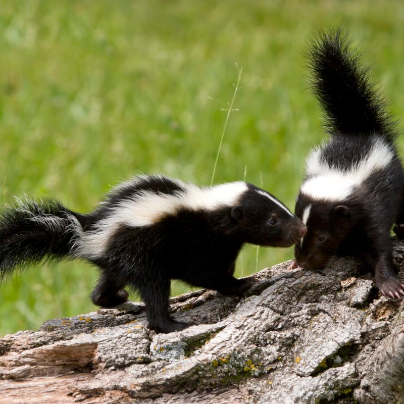 Young Skunks Leaving Home Young Skunks Leaving Home