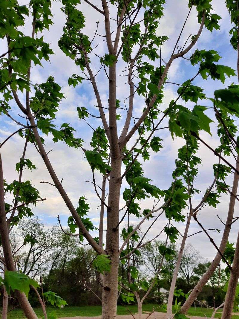 Young Tree Structure Young Tree Structure