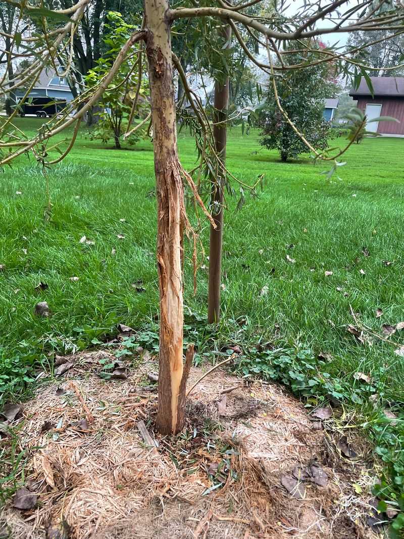 Young Trees And Shrubs Are Vulnerable