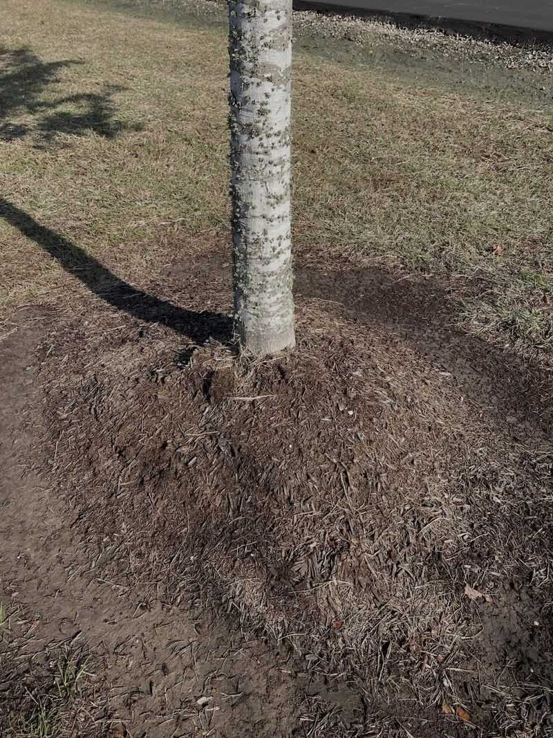 Young Trees Have Less Room For Mistakes