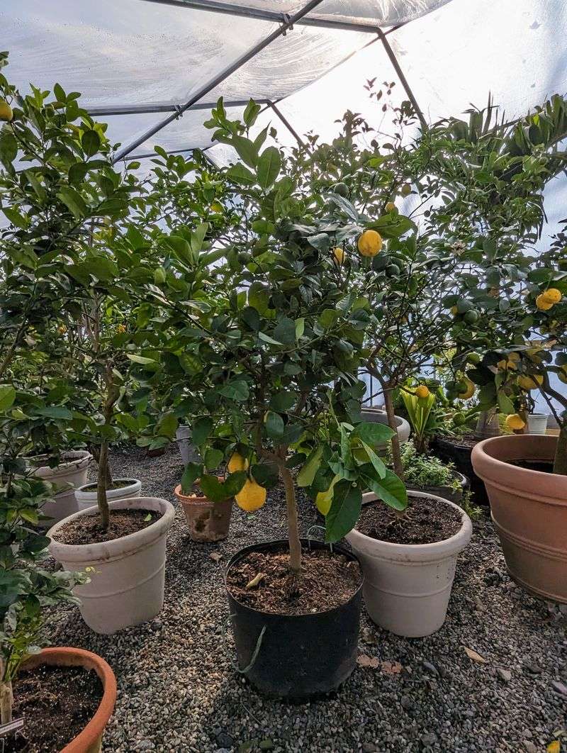 Young Trees Need More Protection Than Mature Citrus