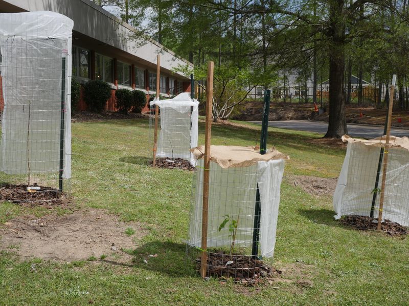 Young Trees Need Shade For Their First Few Years