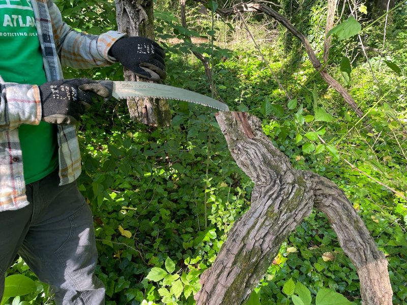 Young Vines Are Easier To Control Before They Spread Young Vines Are Easier To Control Before They Spread