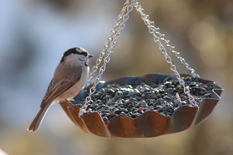 Your Bird Feeder Is An Easy Meal Your Bird Feeder Is An Easy Meal