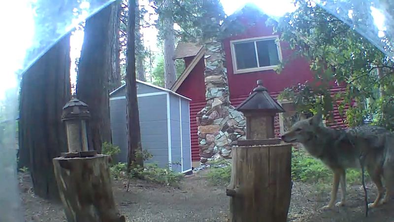 Your Bird Feeder Is Feeding More Than Birds