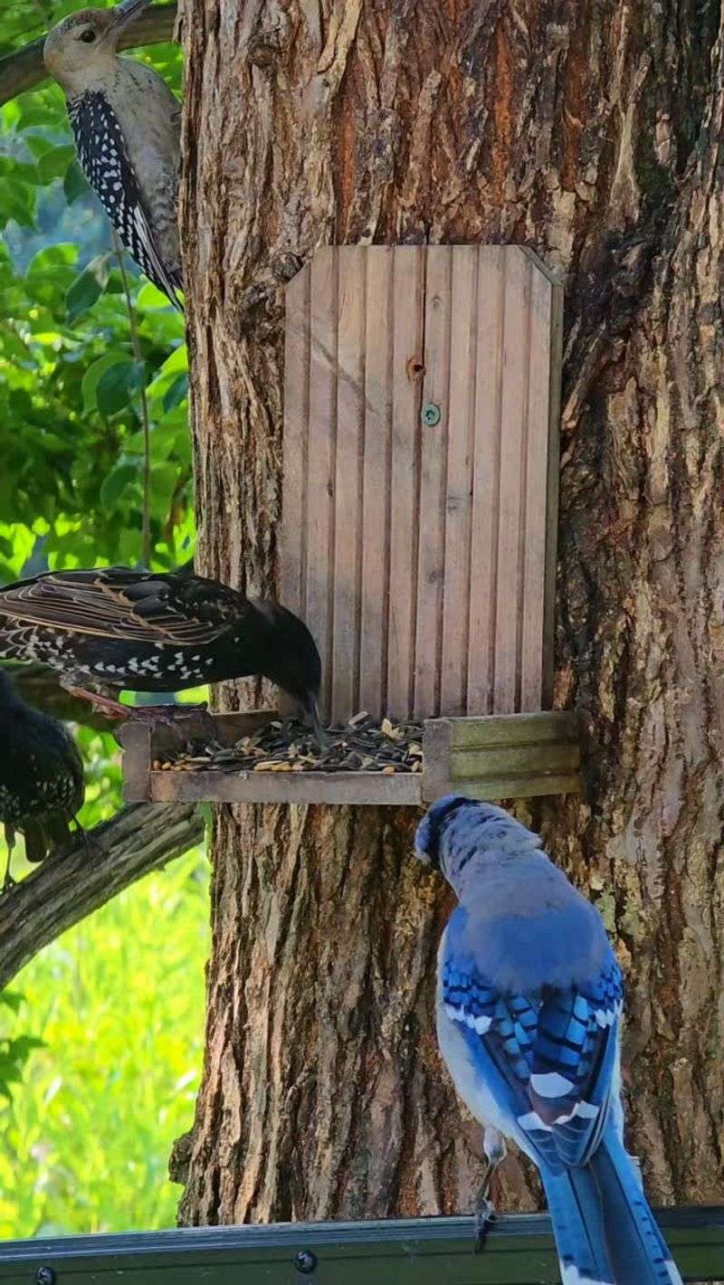 Your Bird Feeder Turned Into A Hawk Buffet Your Bird Feeder Turned Into A Hawk Buffet