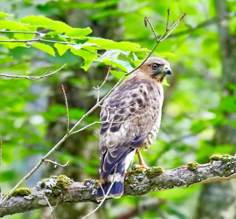 Your Bird Feeders Are Not What Is Bringing Them Through