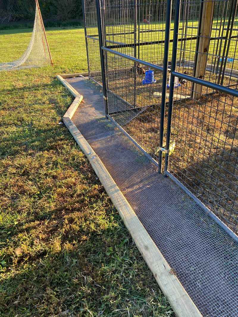 Your Chickens Or Ducks May Be On Its Radar Your Chickens Or Ducks May Be On Its Radar
