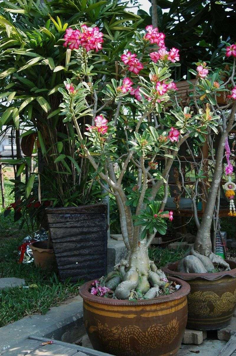 Your Desert Rose May Have Outgrown Its Pot Your Desert Rose May Have Outgrown Its Pot