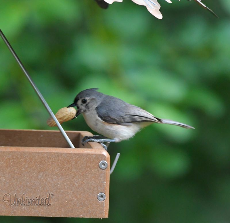 Your Feeder Offers Their Favorite Foods Your Feeder Offers Their Favorite Foods