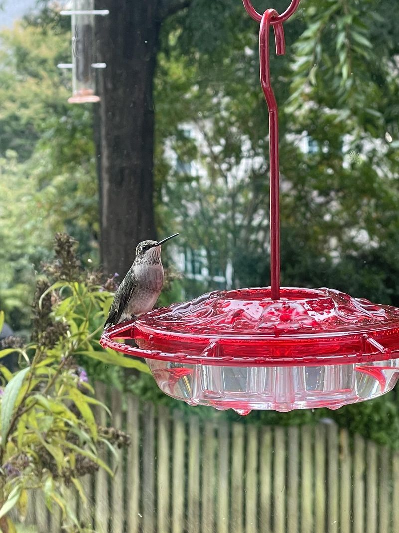 Your Feeders Encourage Them To Stay