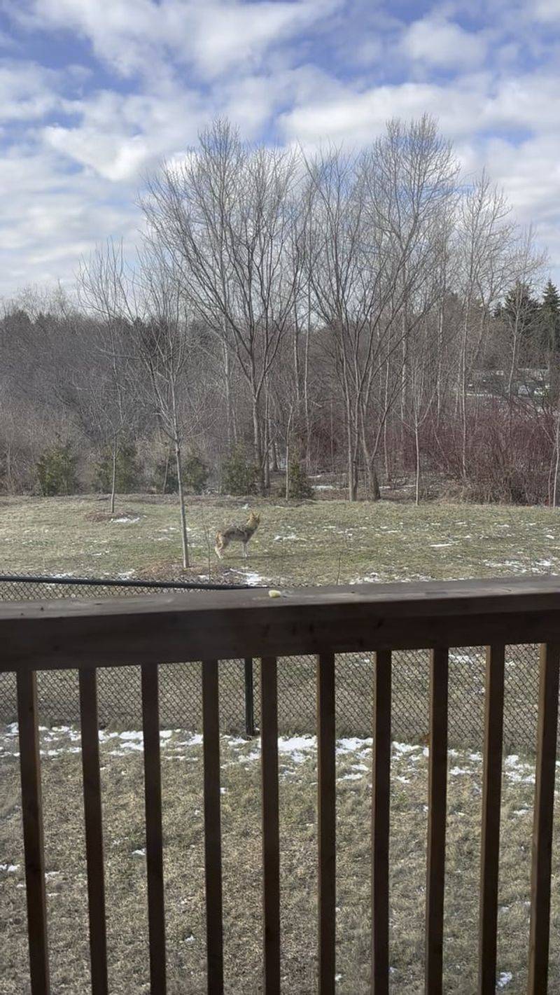 Your Fence May Be Easier To Get Past Than You Think