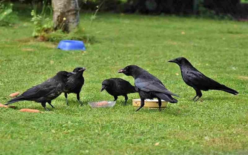 Your Garden And Yard May Be Offering A Crow’s Favorite Foods
