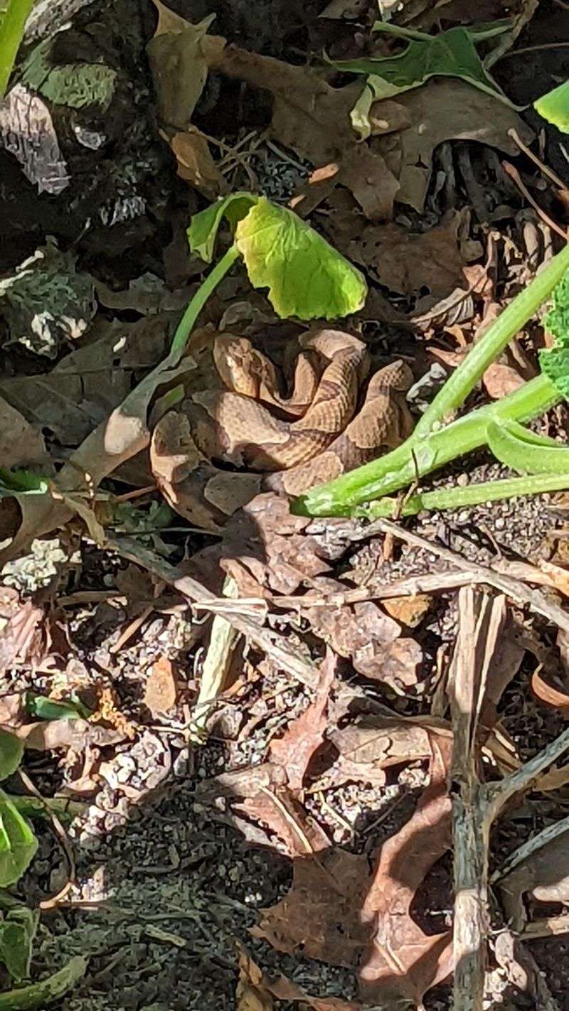 Your Garden Beds Create More Places For Snakes To Remain Hidden Your Garden Beds Create More Places For Snakes To Remain Hidden