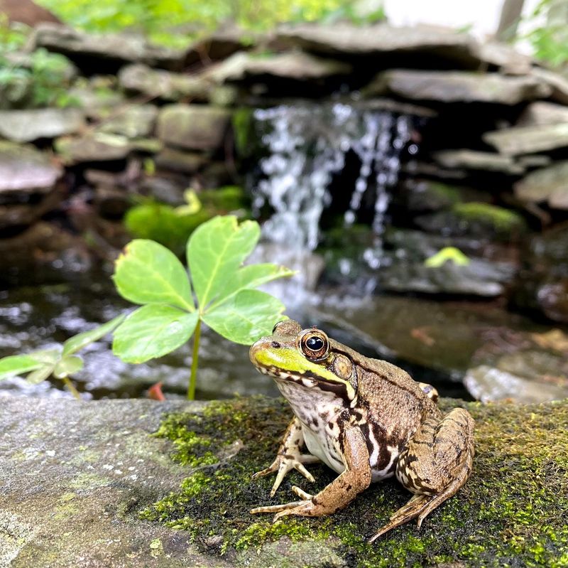 Your Garden Has A Healthy Ecosystem Your Garden Has A Healthy Ecosystem