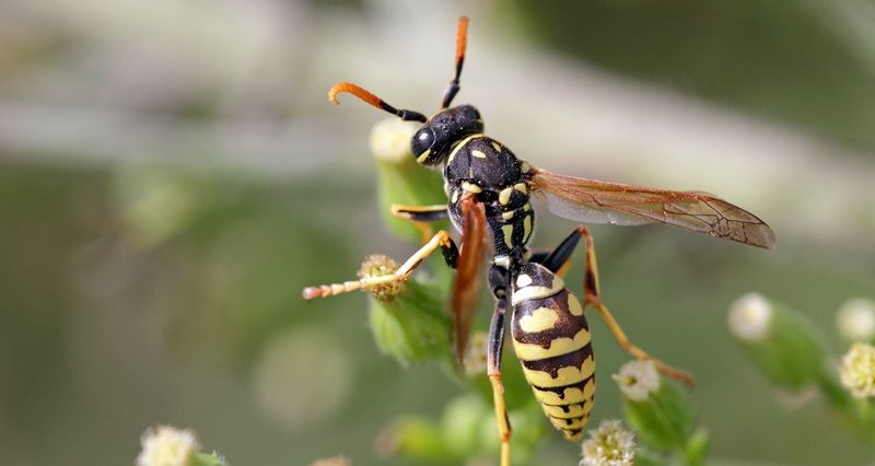 Your Garden Has Plenty Of Food For Them Your Garden Has Plenty Of Food For Them