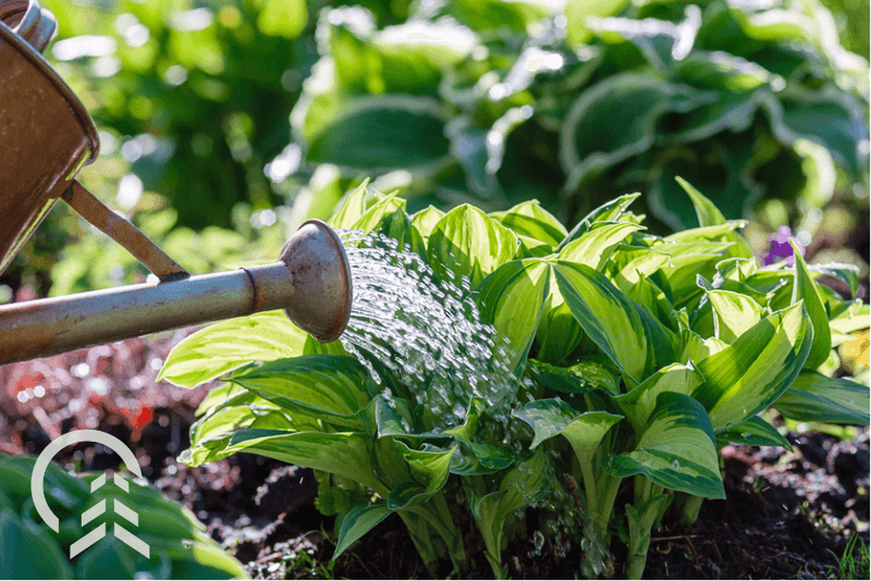 Your Hosta Needs A Deep, Slow Drink Of Water