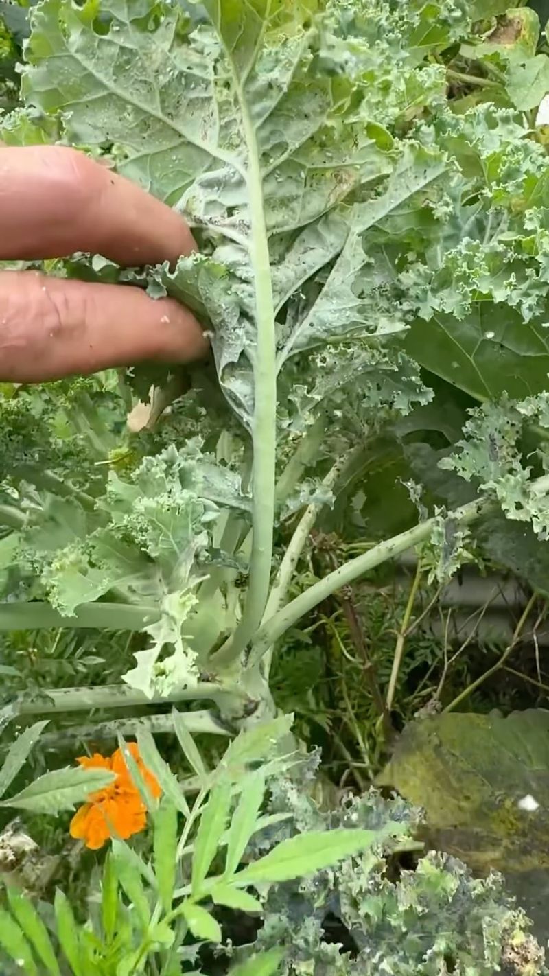 Your Kale Has A Cabbageworm Problem
