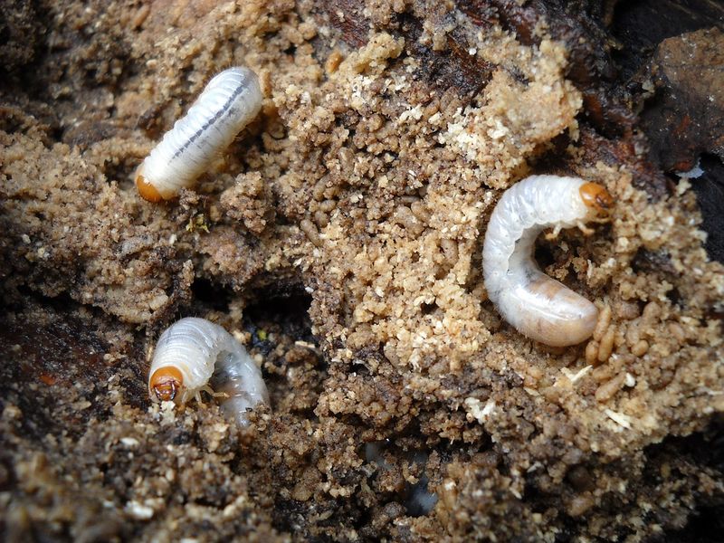Your Lawn Is Packed With Grubs And Insects Your Lawn Is Packed With Grubs And Insects