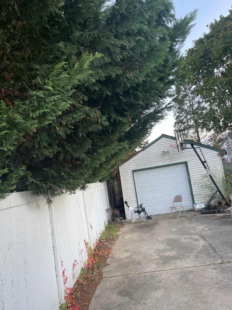 Your Neighbor Can Trim Branches Back To The Property Line Your Neighbor Can Trim Branches Back To The Property Line