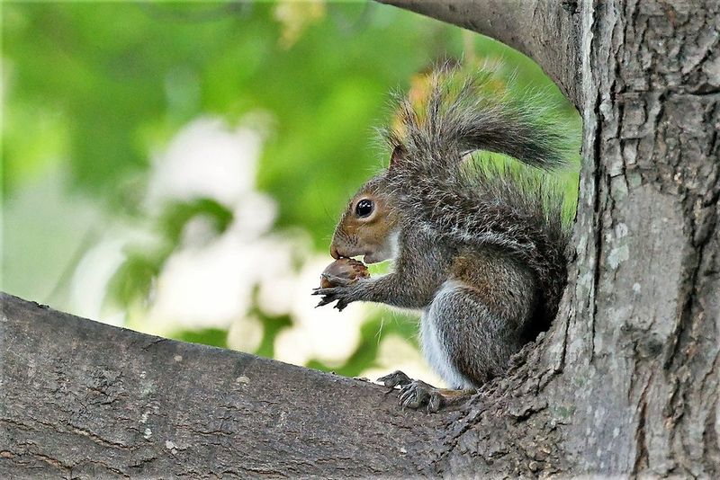 Your Oak Trees Are Providing A Major Food Supply Your Oak Trees Are Providing A Major Food Supply