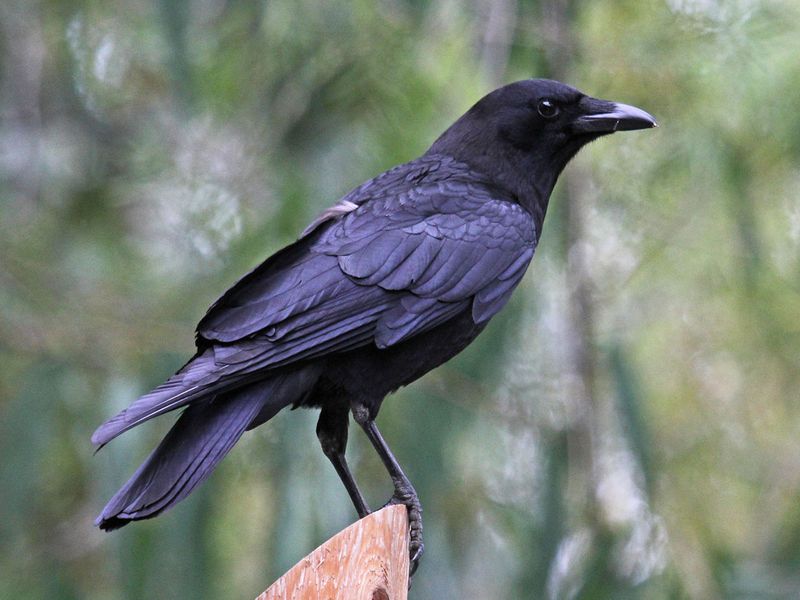 Your Ohio Trees May Have Become A Crow Neighborhood