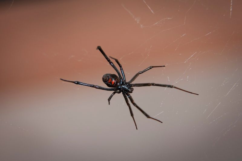Your Outdoor Spaces Are Supporting Native Wildlife