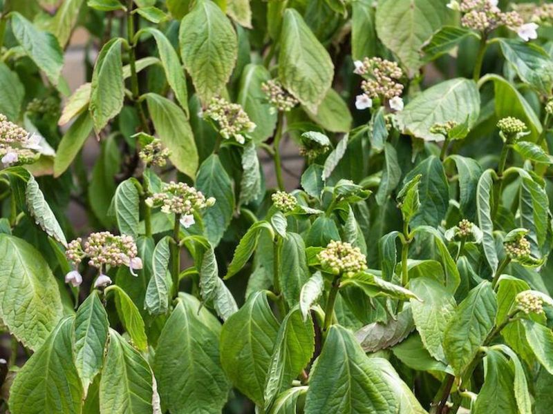Your Plants Are Simply Worn Out From Blooming