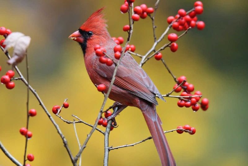 Your Plants May Be Providing Winter Resources