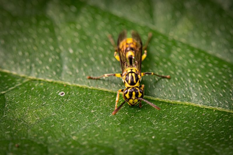 Your Plants May Be Supporting Their Prey Your Plants May Be Supporting Their Prey