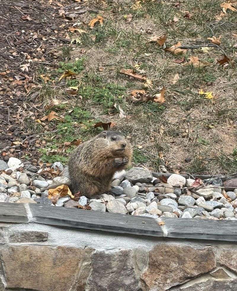 Your Porch May Be A Groundhog’s Dream Burrow Spot