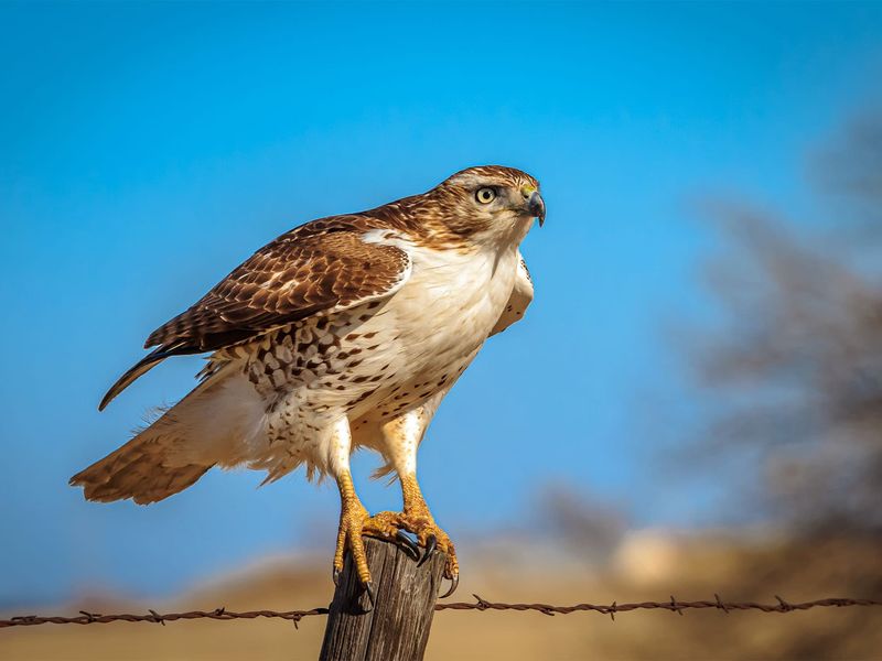 Your Property Offers Good Perching Spots Your Property Offers Good Perching Spots
