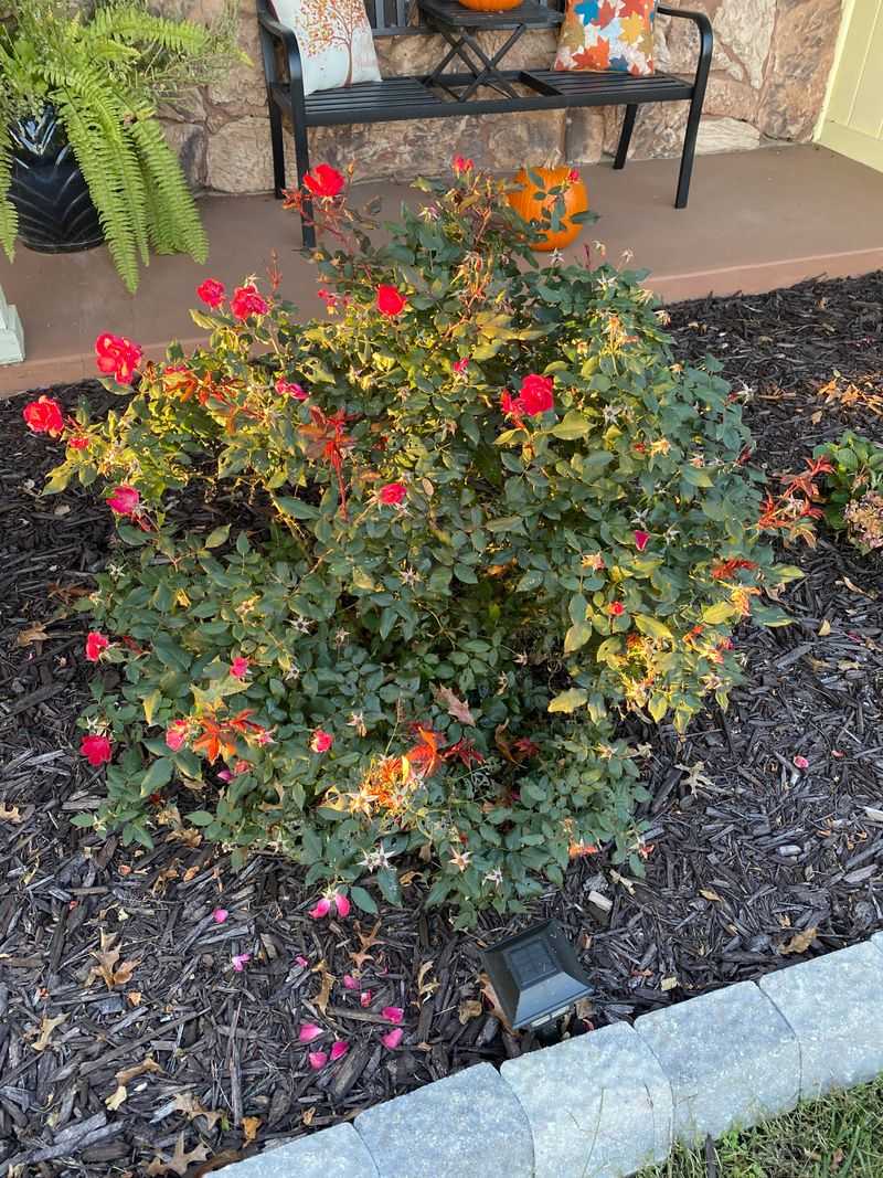 Your Rose Loses Its Winter Coat Your Rose Loses Its Winter Coat
