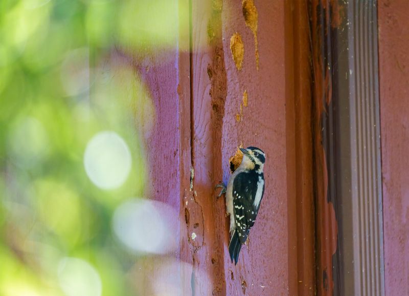 Your Siding Material Matters More Than You Think