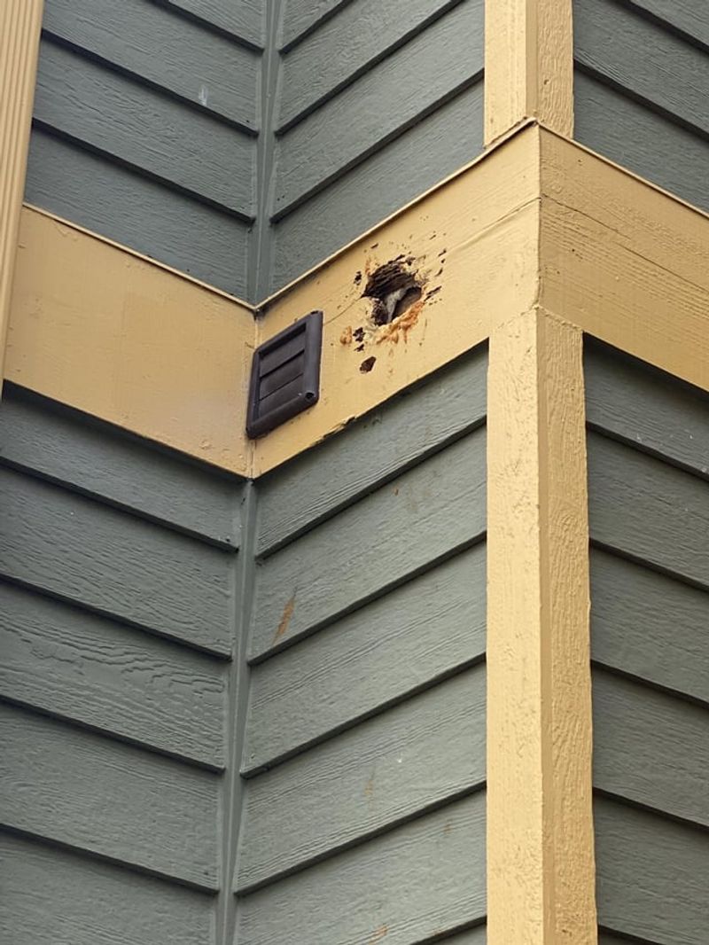 Your Siding Might Look Like A Future Roost Hole