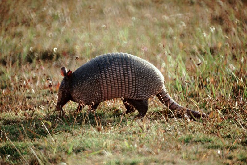 Your Soil May Be Full Of Food An Armadillos Can Find Your Soil May Be Full Of Food An Armadillos Can Find