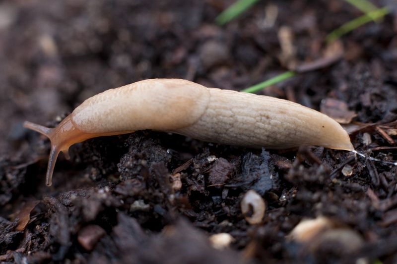 Your Soil May Be Supporting Their Prey Your Soil May Be Supporting Their Prey