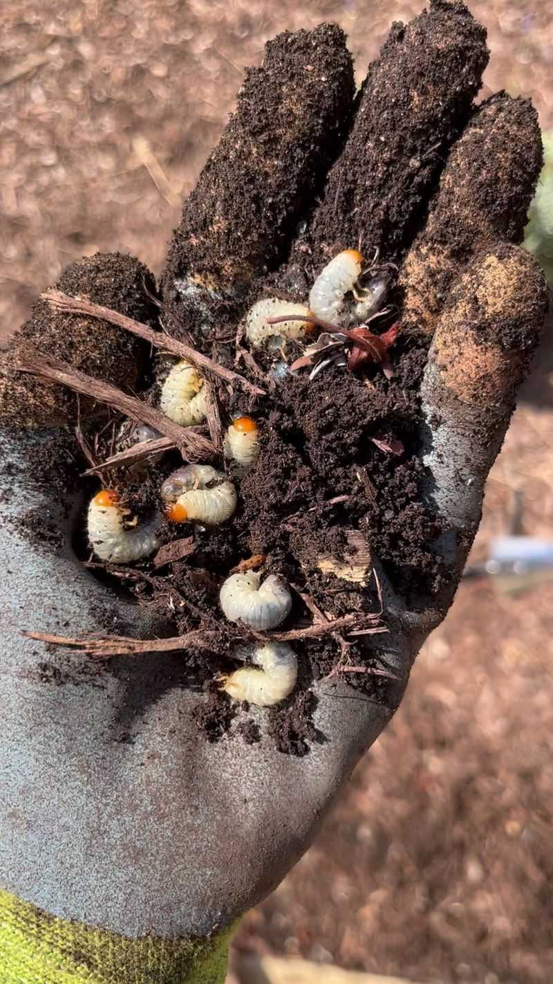 Your Soil Menu Decides If Moles Stay Or Move On