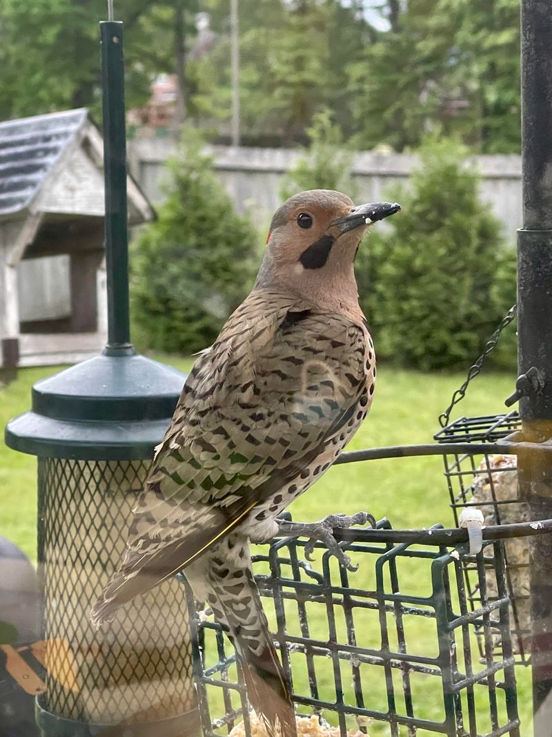 Your Suet Feeder Could Keep It Around Longer