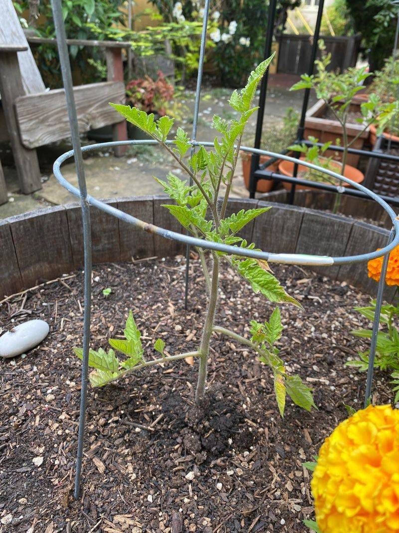 Your Tomato Plants May Still Have Plenty Of Life Left